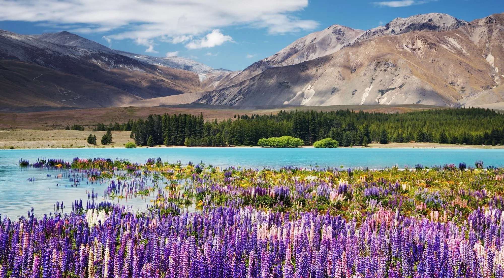 Purple lupins in flower on the shore of Lake Tekapo in early summer