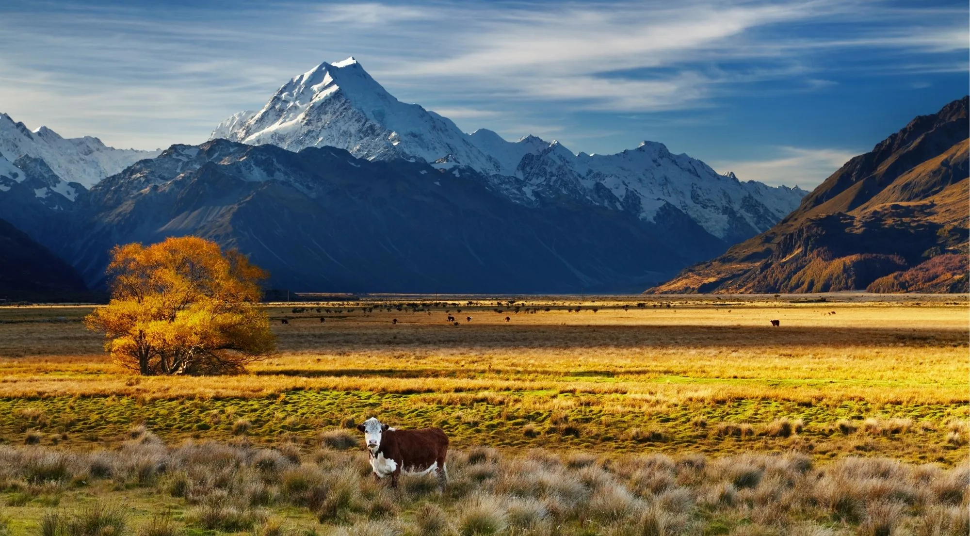 A golden autumn tree on the Mackenzie Basin grasslands with Aoraki/Mount Cook behind